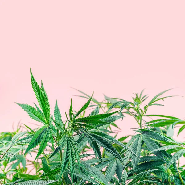 Indoor Cannabis Plant Branches Marijuana Pink Background Copy Space — Stock Photo, Image