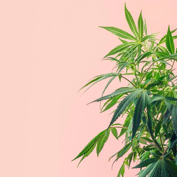 Indoor Cannabis Plant Branches Marijuana Pink Background Copy Space — Stock Photo, Image