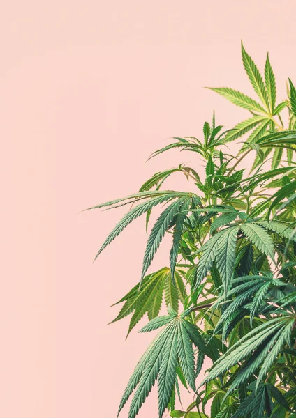 Indoor Cannabis Roślin Gałęzie Marihuany Różowym Tle Miejsca Kopiowania — Zdjęcie stockowe