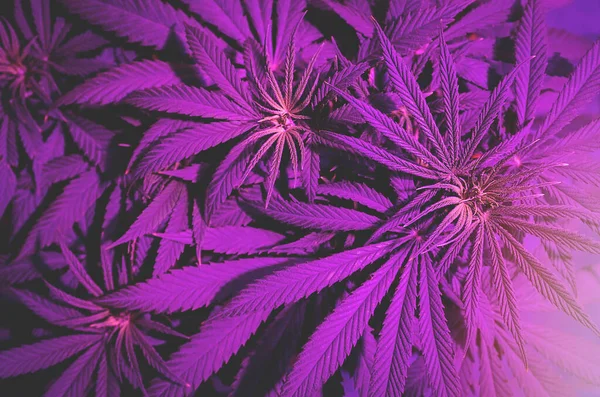 Nad Głową Zdjęcie Medycznego Przedkwiatu Marihuany Rosnącego Sztucznym Świetle — Zdjęcie stockowe