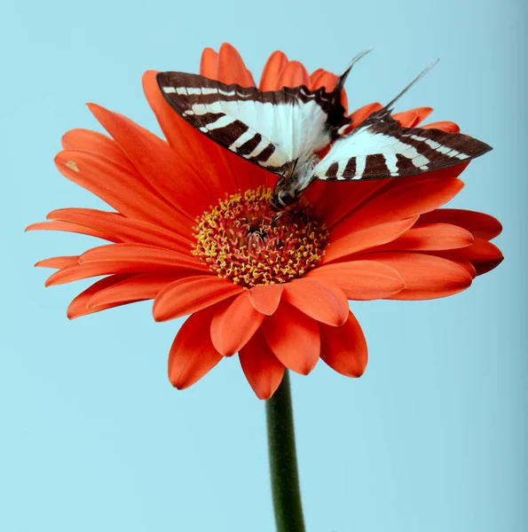 Gerbera Daisy kelebeği — Stok fotoğraf