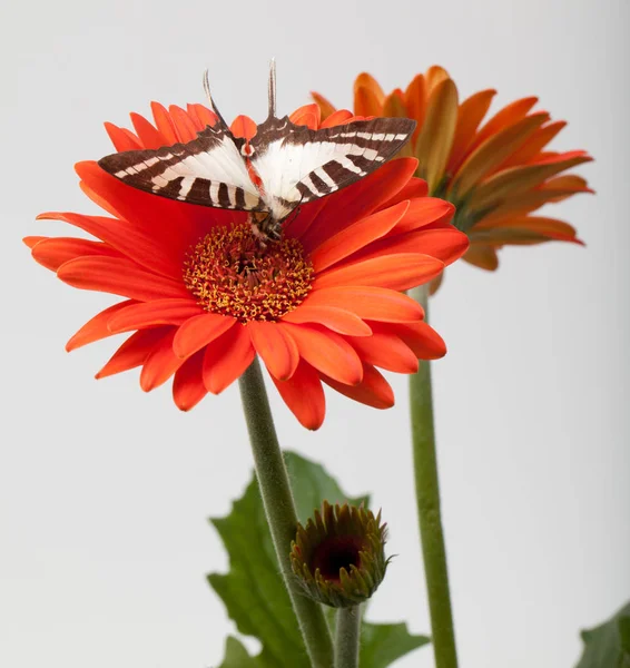 非洲菊雏菊上的蝴蝶 — 图库照片