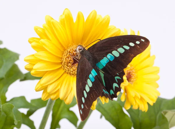 Graphium Milon Swallowtail kelebek — Stok fotoğraf