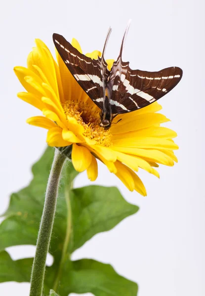 Howqua kelebek — Stok fotoğraf