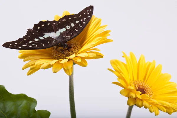 Büyük Jay kelebek — Stok fotoğraf