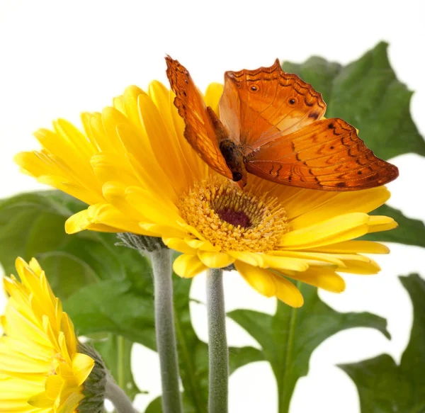 Cruiser Butterfly (Vindula Erota) — Stok fotoğraf