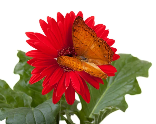 Cruiser Butterfly (Vindula Erota) — 图库照片