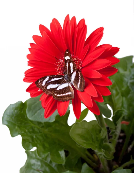 Farfalla sergente di colore — Foto Stock