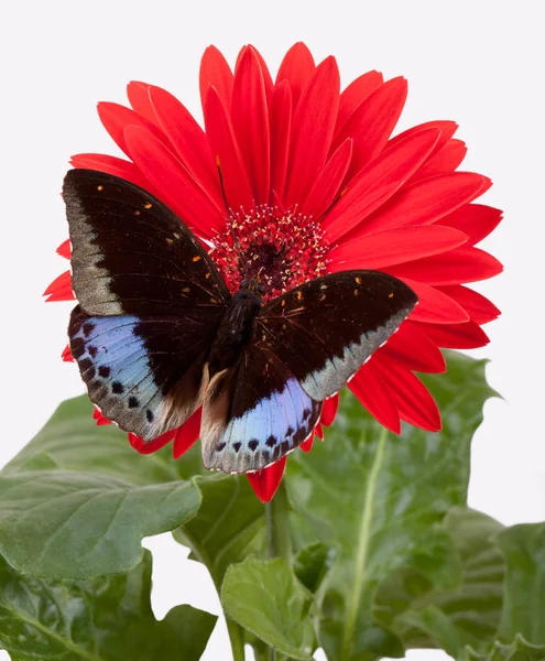 Papillon archiduc (Lexias Pardalis) ) — Photo