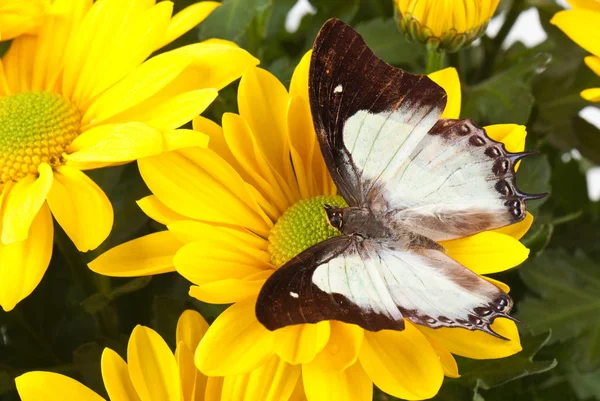 Düz Bahadır kelebek — Stok fotoğraf