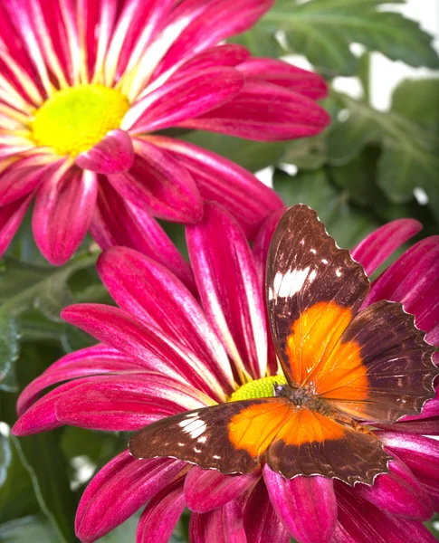 红蛉蝴蝶 — 图库照片