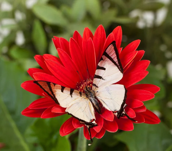 Fourbar Swordtail kelebek — Stok fotoğraf