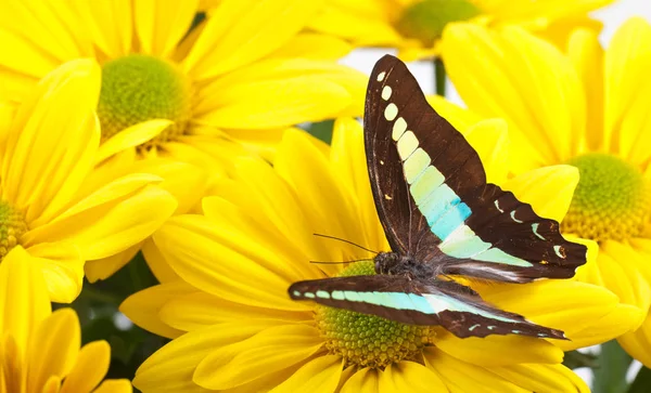 Flacon bleu Papillon sur fleur — Photo