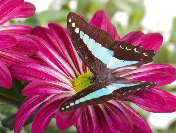 Bluebottle vlinder op bloem — Stockfoto