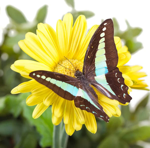 Bluebottle kelebek çiçek — Stok fotoğraf