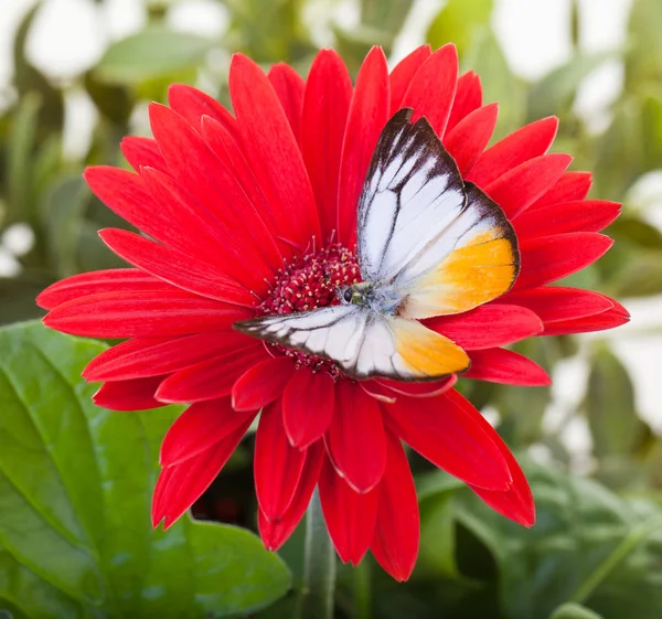 Farfalla di gabbiano minore — Foto Stock