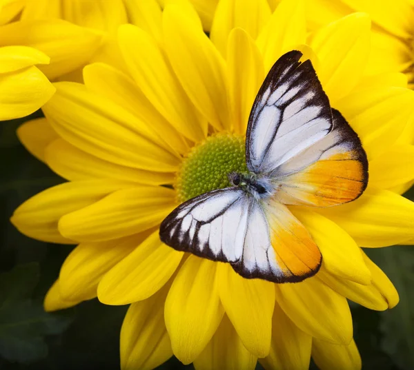 Farfalla di gabbiano minore — Foto Stock