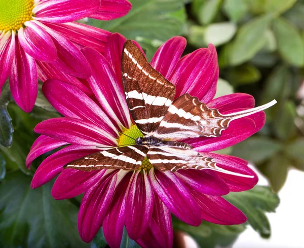 Papilio antaeus kelebek — Stok fotoğraf