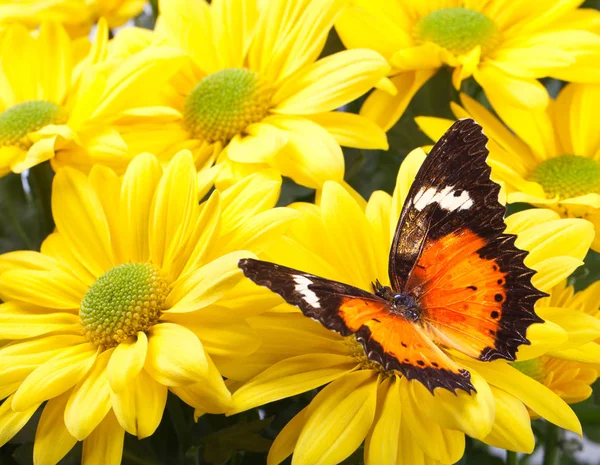 Malay lacewing kelebek — Stok fotoğraf