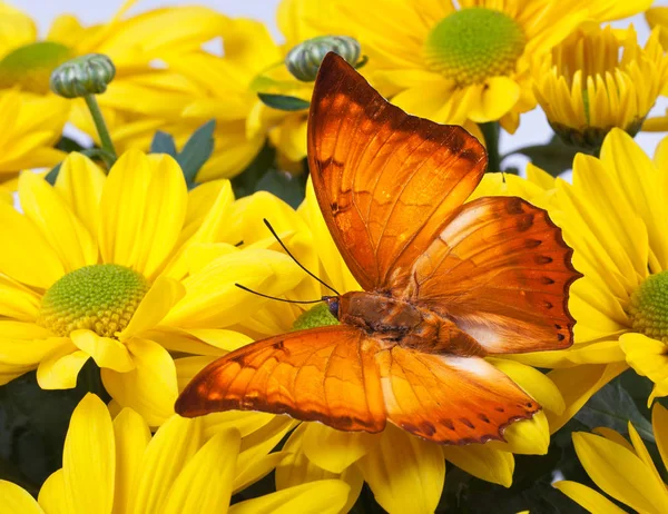 Charaxes distanti Borboleta — Fotografia de Stock