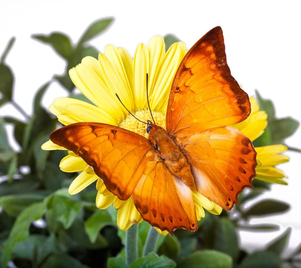 Charaxes distanti Butterfly — Stok fotoğraf