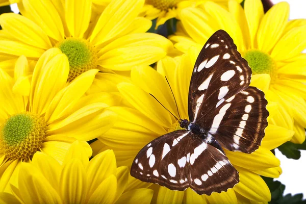 Ylikersantti Butterfly — kuvapankkivalokuva