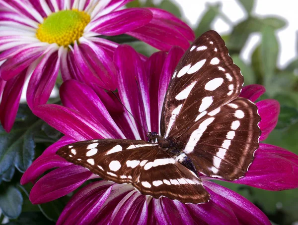 Mitarbeiter sargischer Schmetterling — Stockfoto