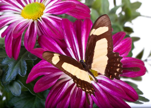 Papilio thoas cinyras perhonen — kuvapankkivalokuva