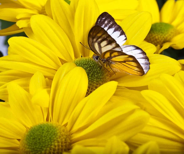 Delias sp. Butterfly — Stok fotoğraf
