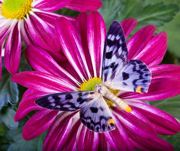 Disfania transducta Borboleta — Fotografia de Stock