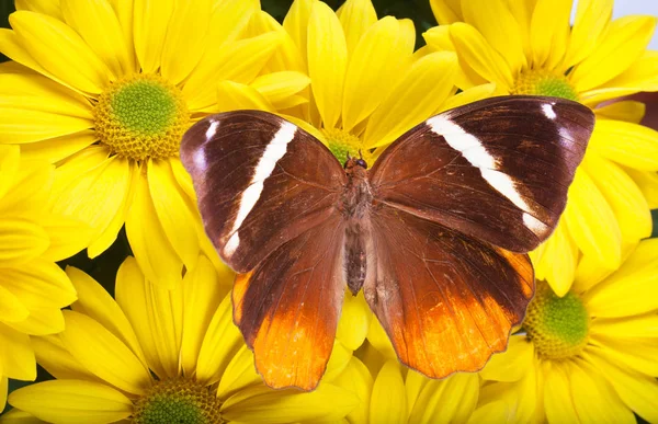 Jungle glorie Butterfly — Stockfoto