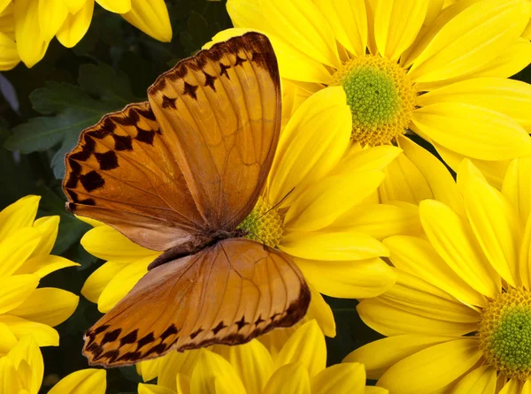 Howqua Butterfly on flower — Stock Photo, Image