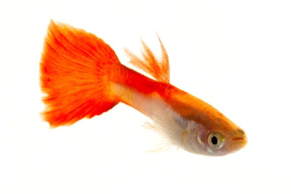 다채로운 붕어 생선 — 스톡 사진