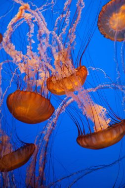 mavi arka plan ile denizanası