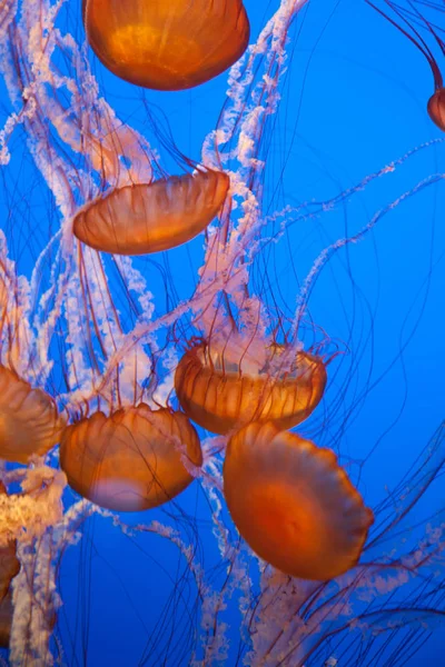 mavi arka plan ile denizanası