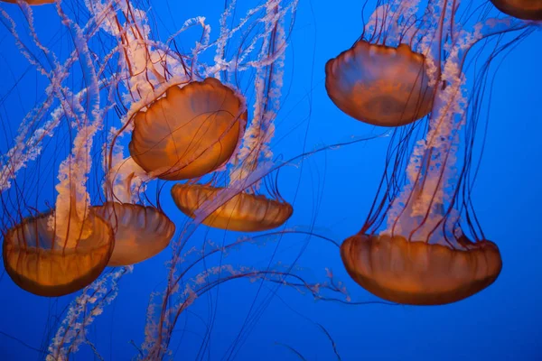 Méduses avec fond bleu — Photo