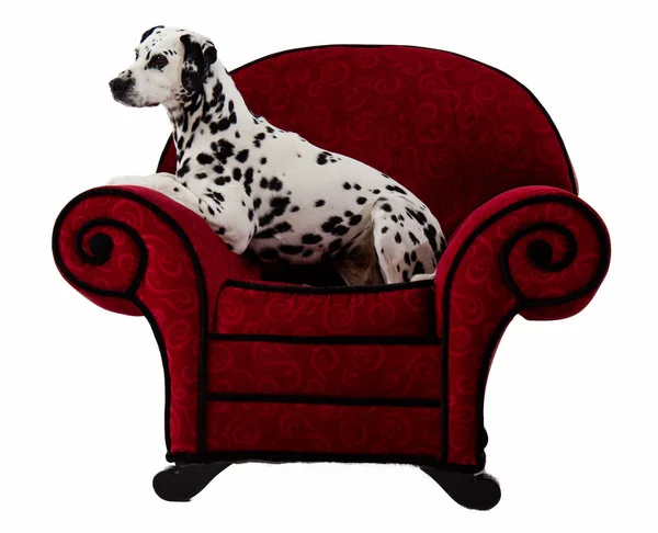 Dalmata sulla sedia rossa — Foto Stock