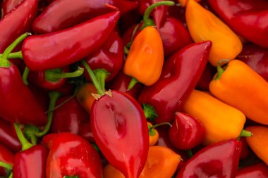 Kırmızı ve sarı Poblano biber Satılık