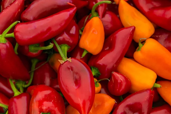 Kırmızı ve sarı Poblano biber Satılık