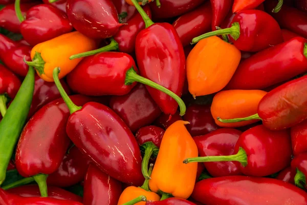 Kırmızı ve sarı Poblano biber Satılık