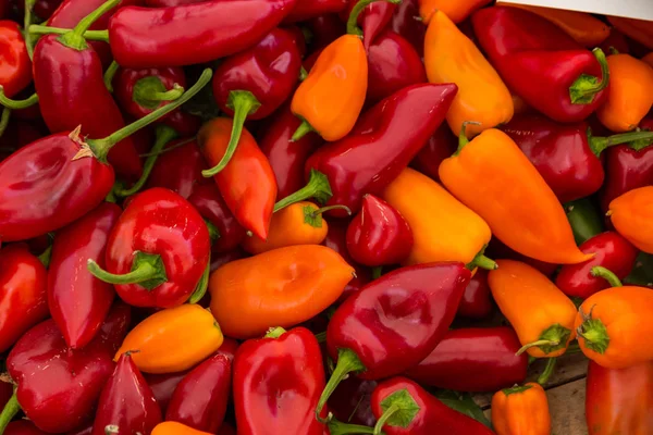 Kırmızı ve sarı Poblano biber Satılık