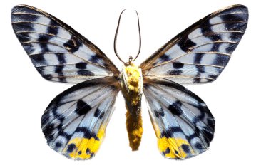Lepidoptera Tranduc kelebek