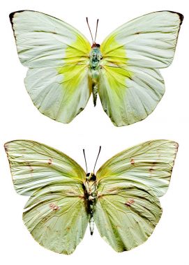 limon göçmen kelebek