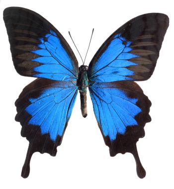 Blue Mountain Swallowtail kelebek