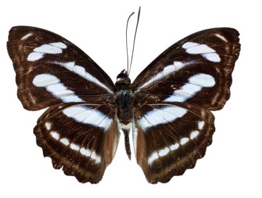 Renk Çavuş kelebek 