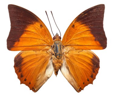 sarımsı kahverengi rajah kelebek