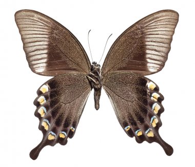 Görkemli yeşil Swallowtail kelebek