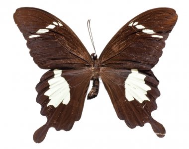Siyah ve beyaz Helen Butterfly