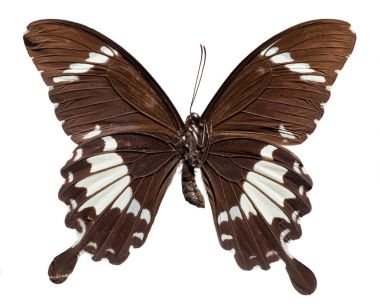 Siyah ve beyaz Helen Butterfly