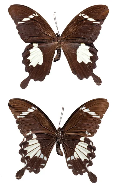Μαύρο και άσπρο πεταλούδα Ελένη — Φωτογραφία Αρχείου